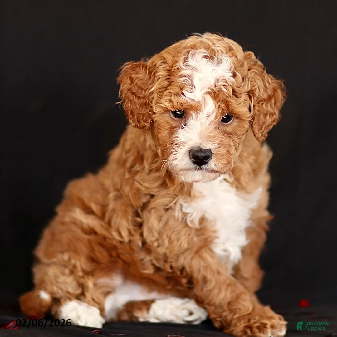 Mini Goldendoodle dogs for sale: Kory - Ad 3