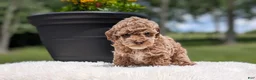 Miniature Poodle dogs for sale: Ruby - Ad 9