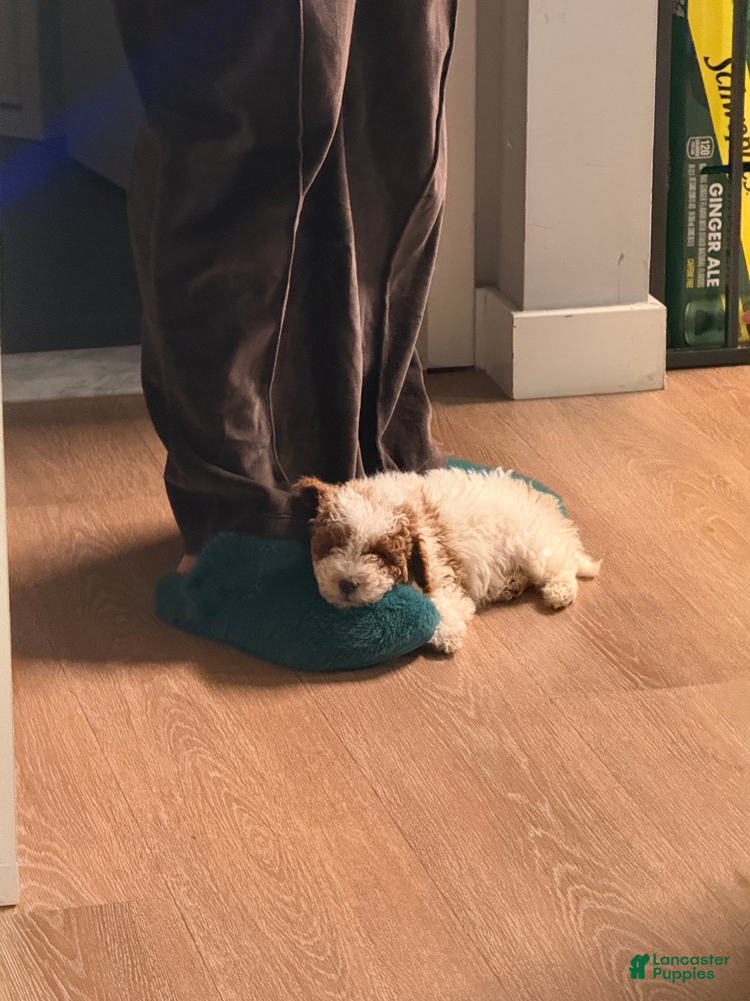 Toy Poodle dogs for sale: Milo - Ad 4