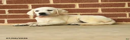 Labrador Retriever dogs for sale: Dianne - Ad 4