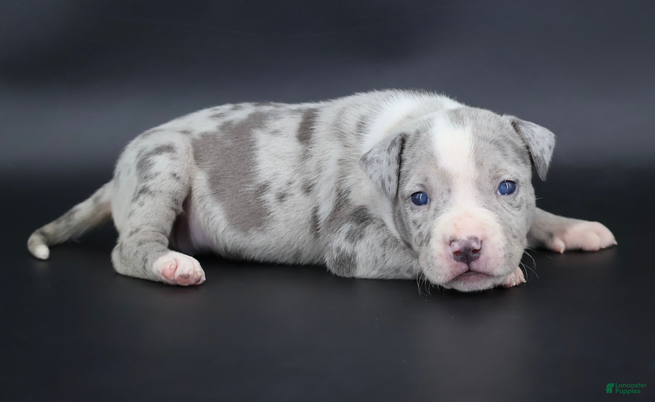 American Bully dogs Empress - Ad 1