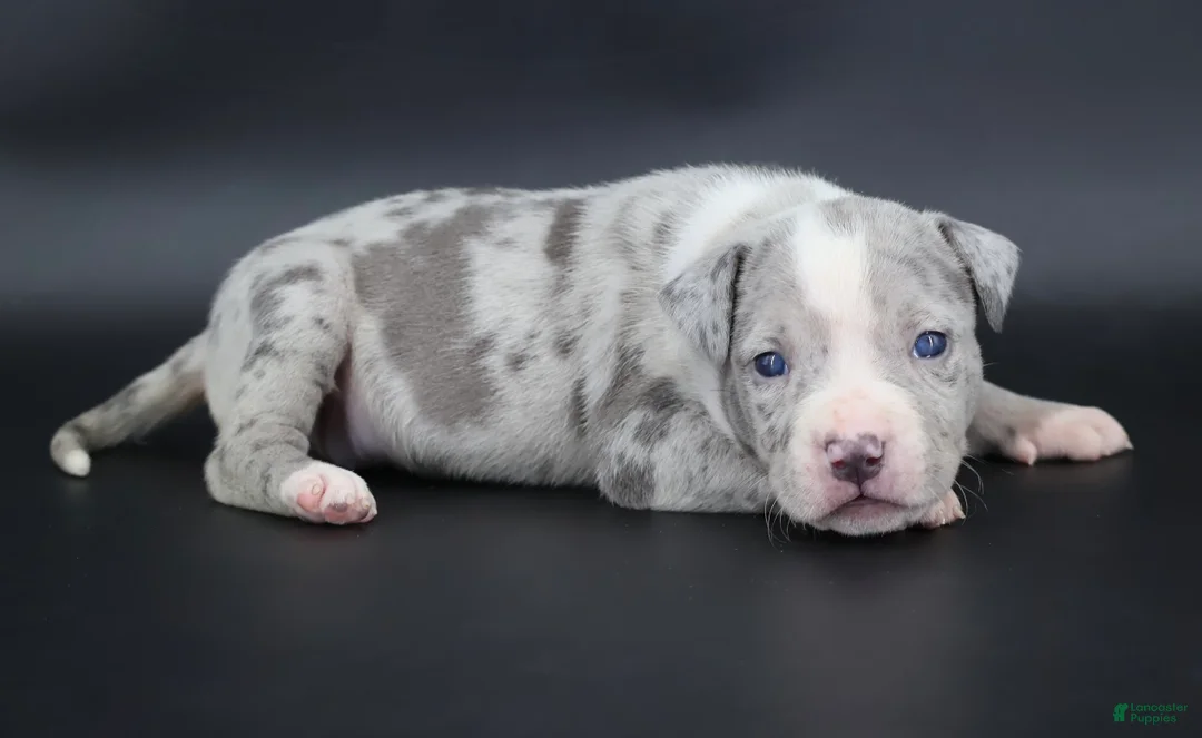 American Bully dogs for sale: Empress - Ad 16