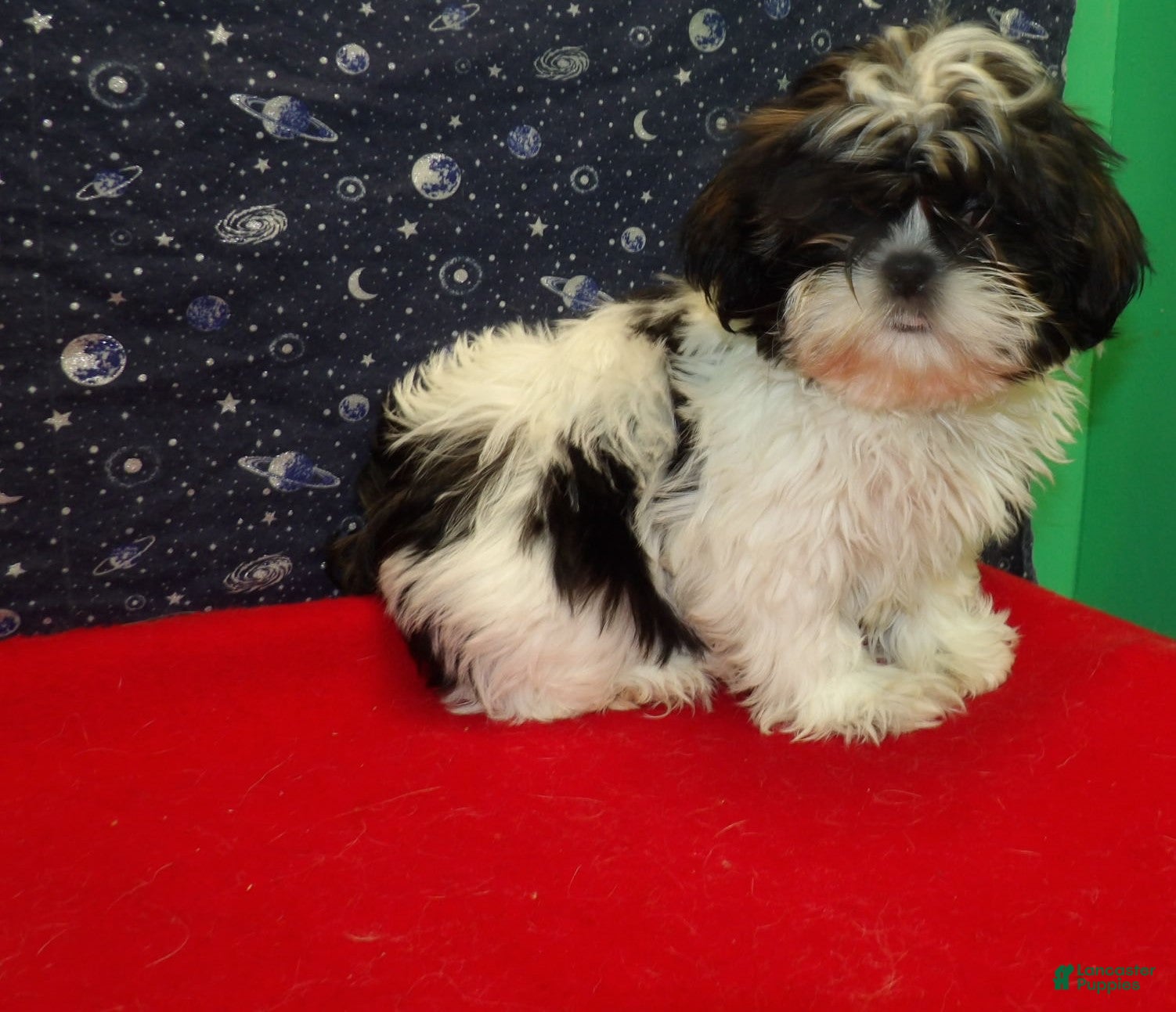 Shih Tzu dogs Maria - Ad 16