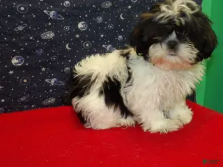 Shih Tzu dogs Maria - Ad 4