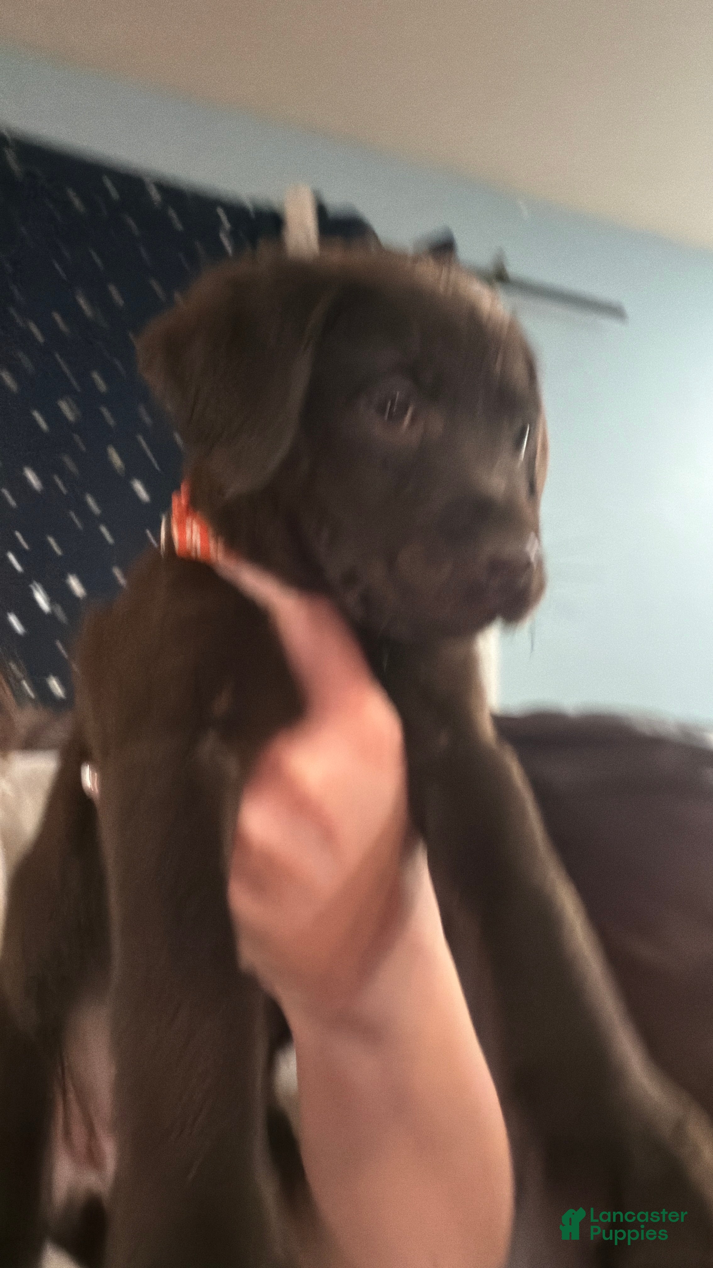 Mixed Breed dogs Carmella / Cinimini / Honey / Albany / Mini zoo / midnight - Ad 16