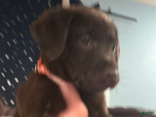 Mixed Breed dogs Carmella / Cinimini / Honey / Albany / Mini zoo / midnight - Ad 5