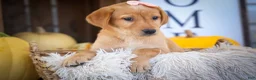 Labrador Retriever dogs for sale: NALA - Ad 4