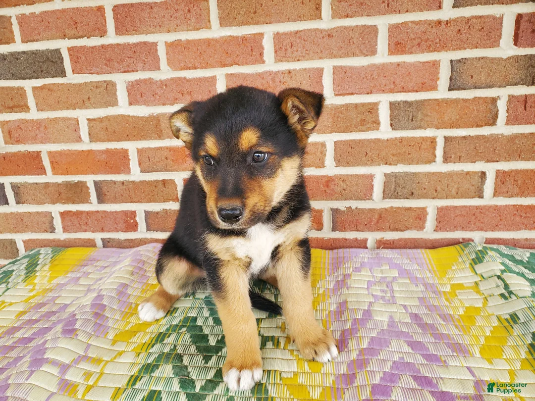 Mixed Breed dogs for sale: Samson - Ad 4