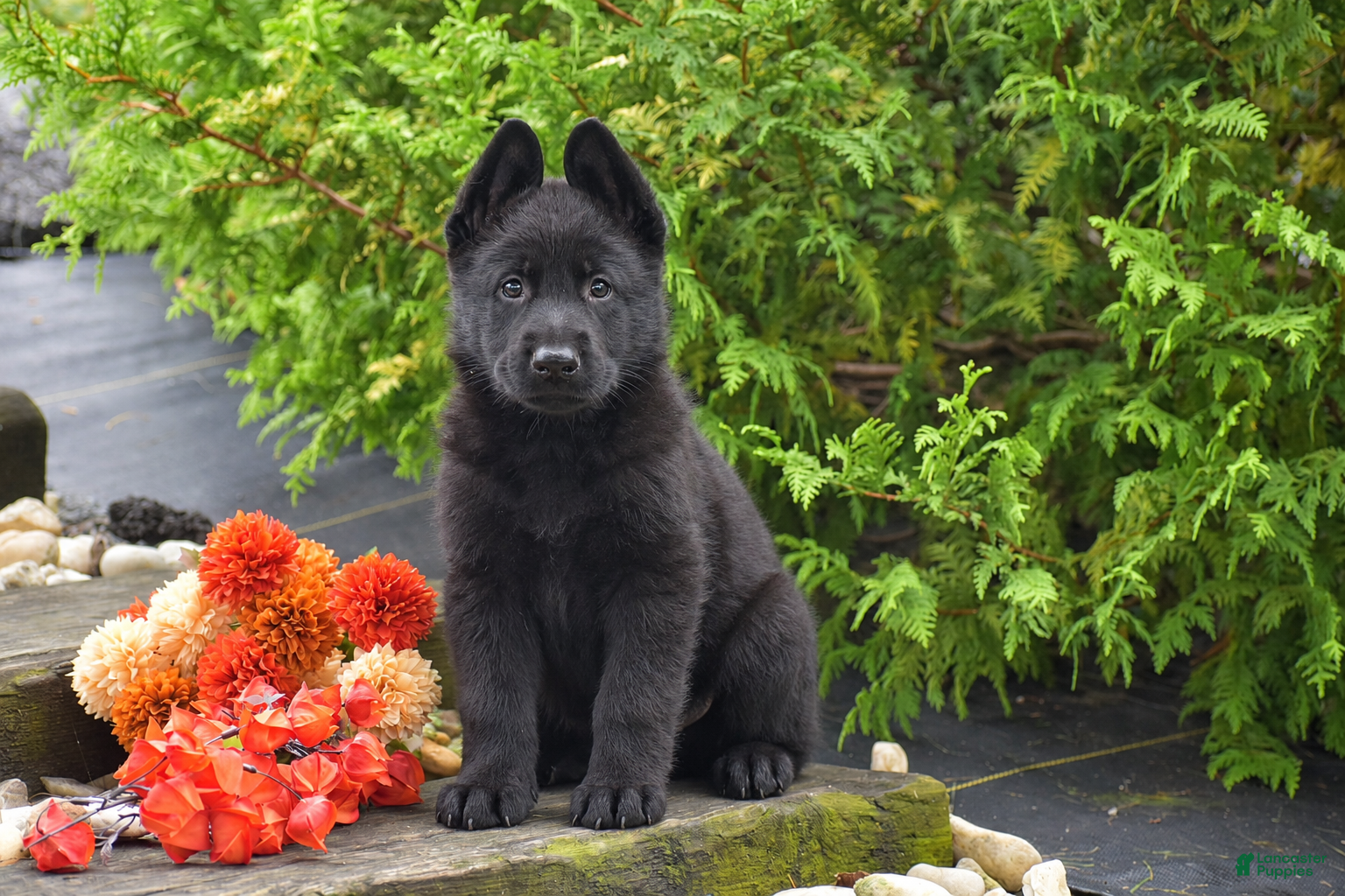 Buster (German Shepherd, Male) in Ronks, PA
