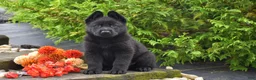 German Shepherd dogs for sale: Buster - Ad 1