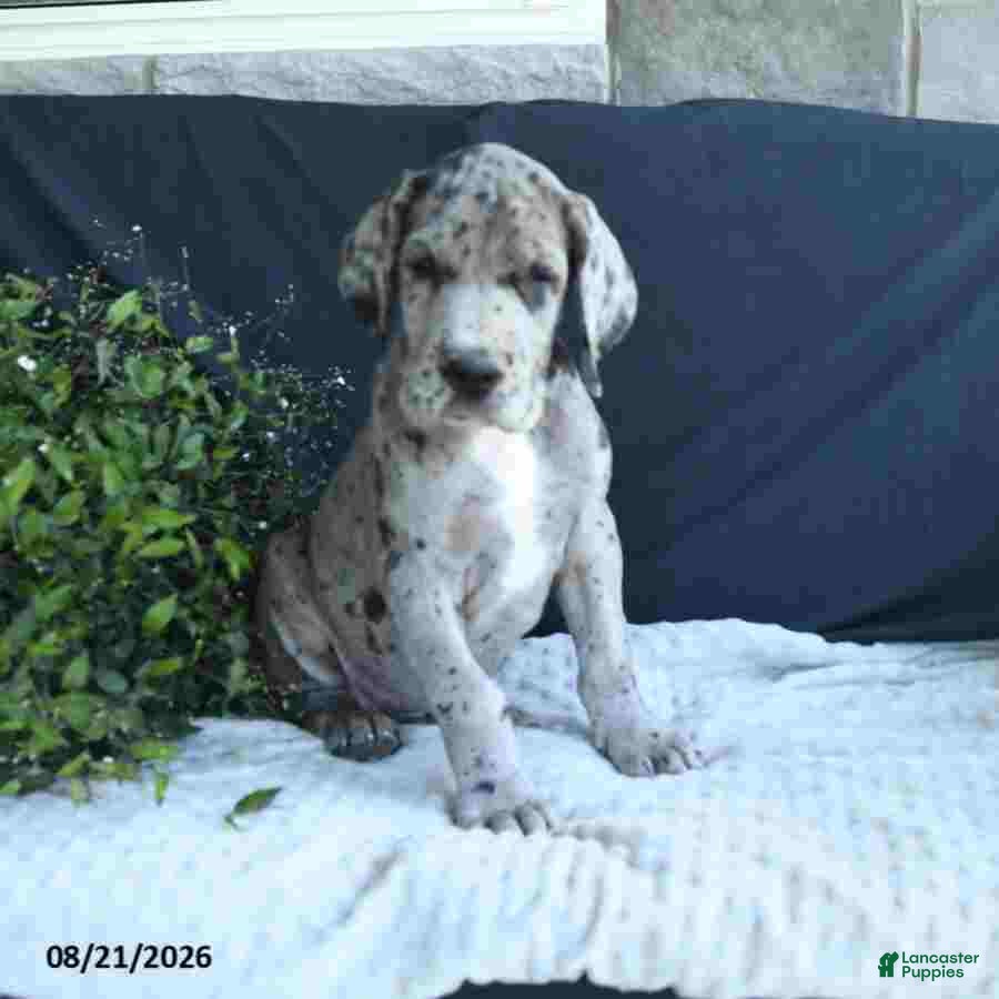 Great Dane dogs Dallas - Ad 1