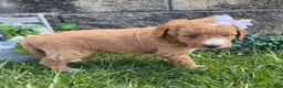 Mini Goldendoodle dogs for sale: Sugar - Ad 3