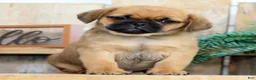 Puggle dogs for sale: Theo - Ad 1