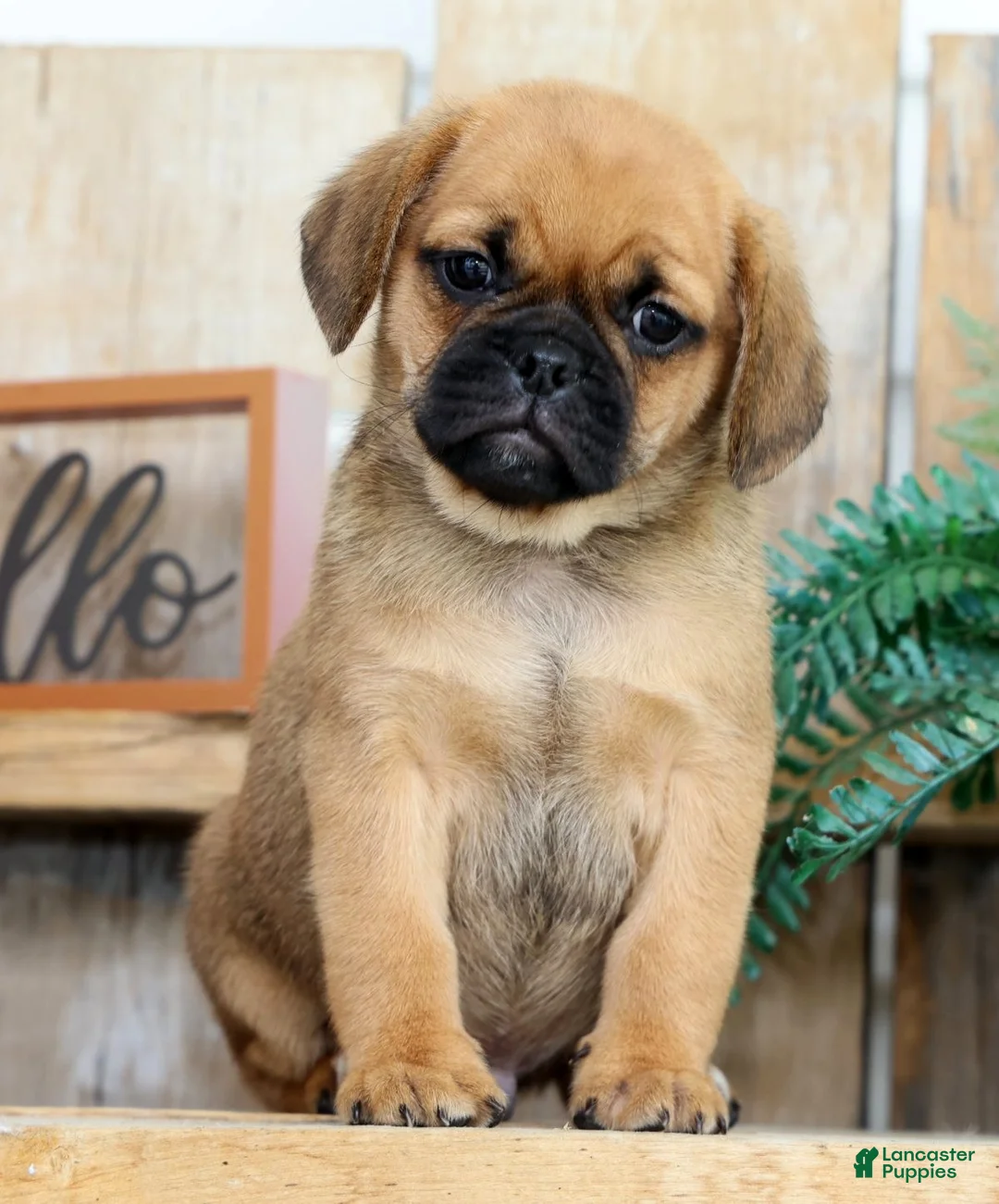 Puggle dogs for sale: Theo - Ad 1