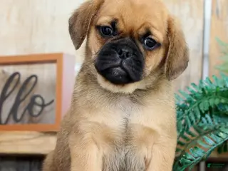 Puggle dogs for sale: Theo - Ad 2