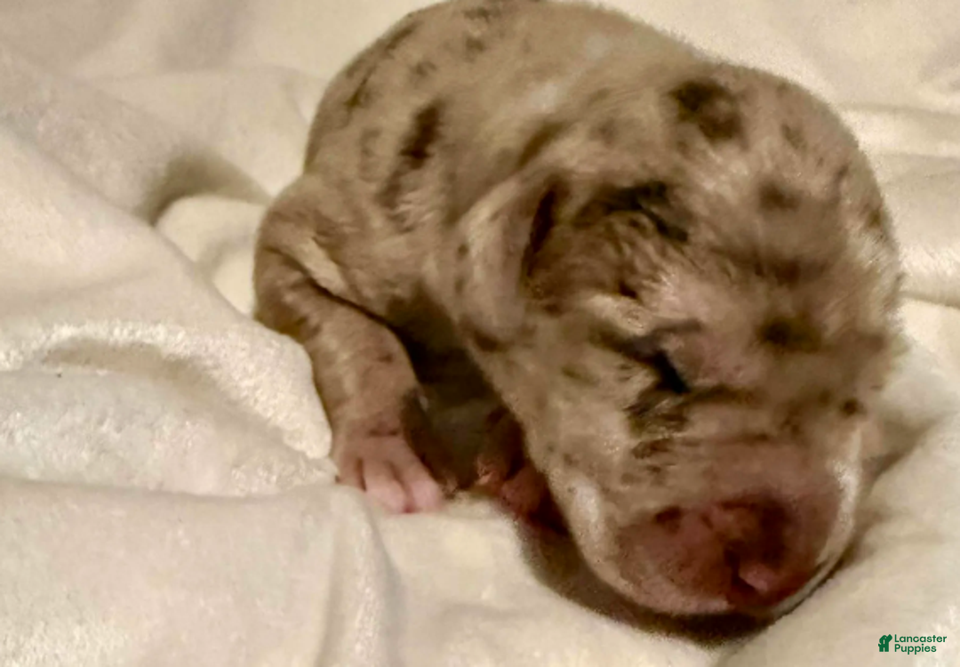 Great Dane dogs for sale: Kovu - Ad 5