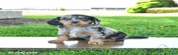 Mixed Breed dogs for sale: Bear - Ad 2