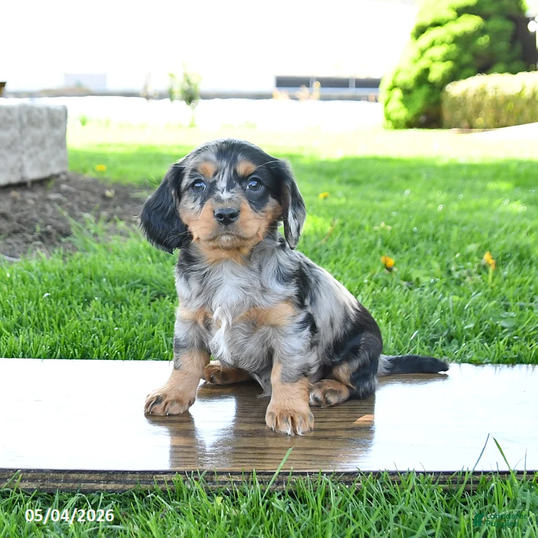 Mixed Breed dogs for sale: Bear - Ad 2