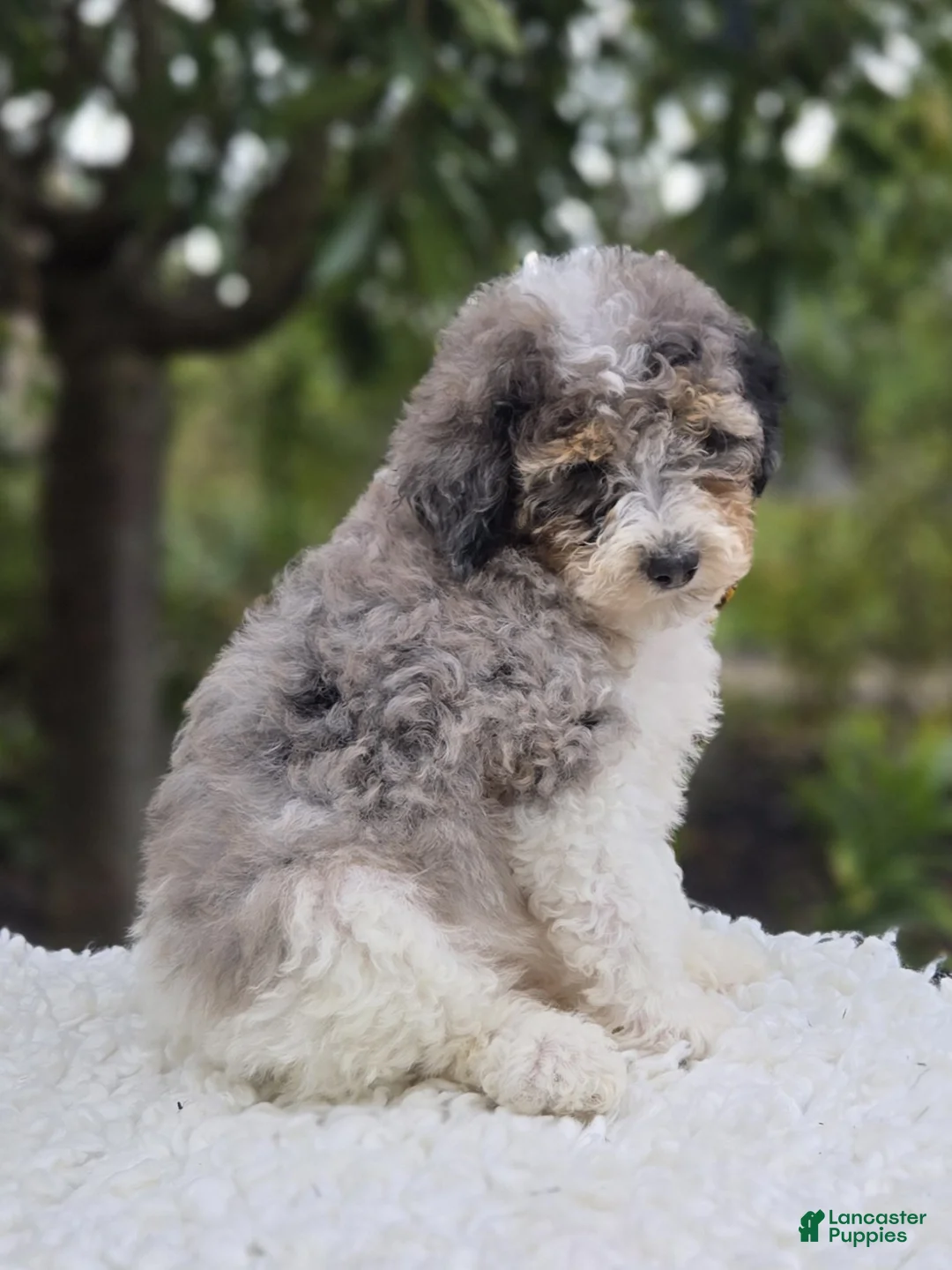 Mini Sheepadoodle dogs for sale: Tucker - Ad 6