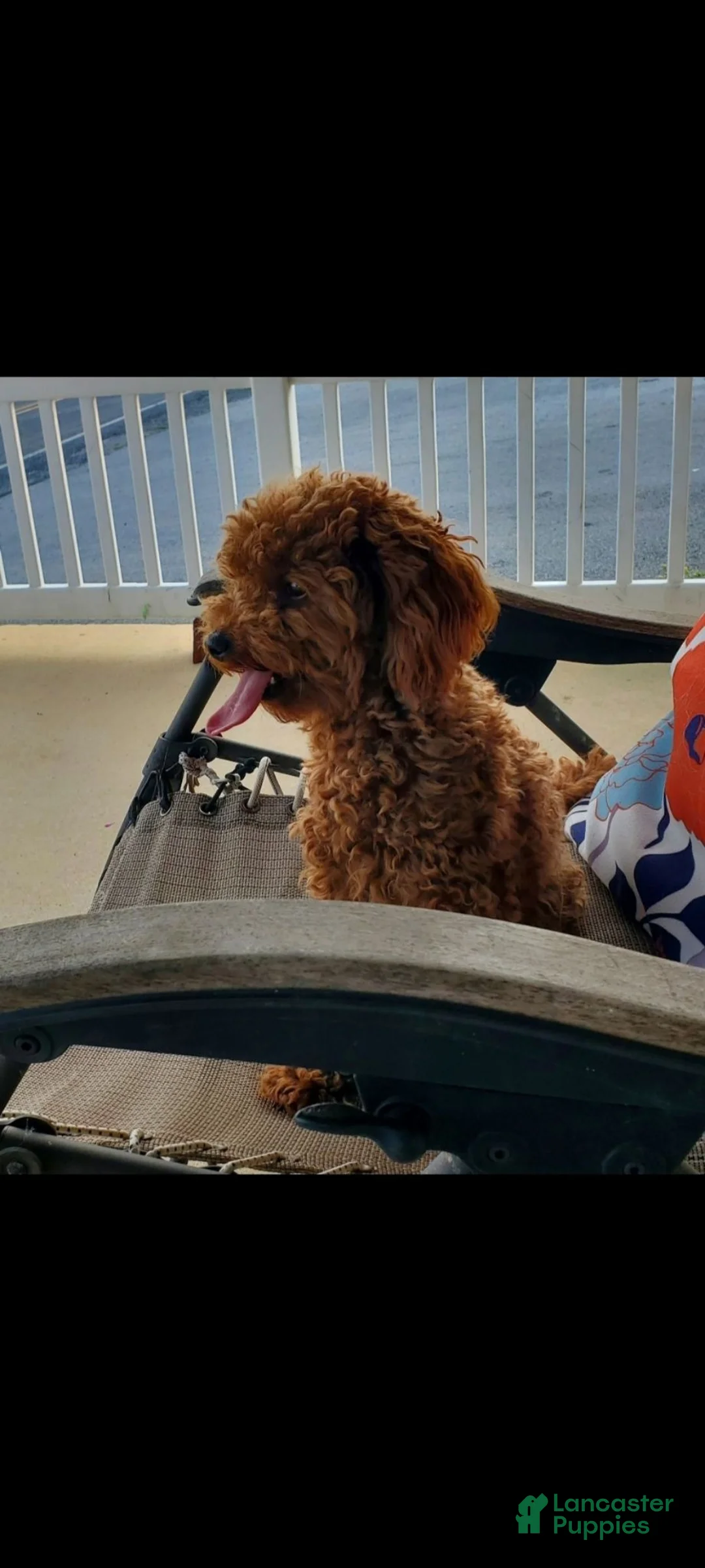 Mini Goldendoodle dogs for sale: Max orange collar - Ad 4
