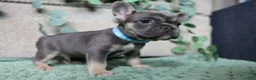 French Bulldog dogs for sale: Fredrick - Ad 4