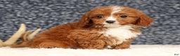 Cavapoo dogs for sale: Dash - Ad 1