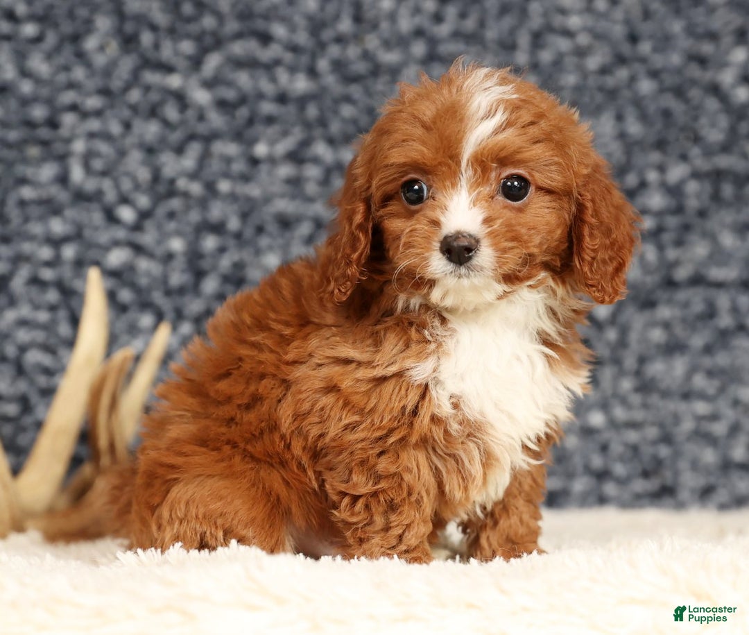 Cavapoo dogs for sale: Dash - Ad 1