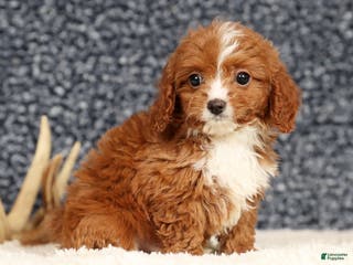 Cavapoo dogs Dash - Ad 2