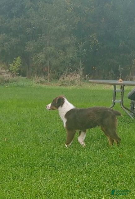 Australian Shepherd dogs for sale: AKC Male - Ad 30