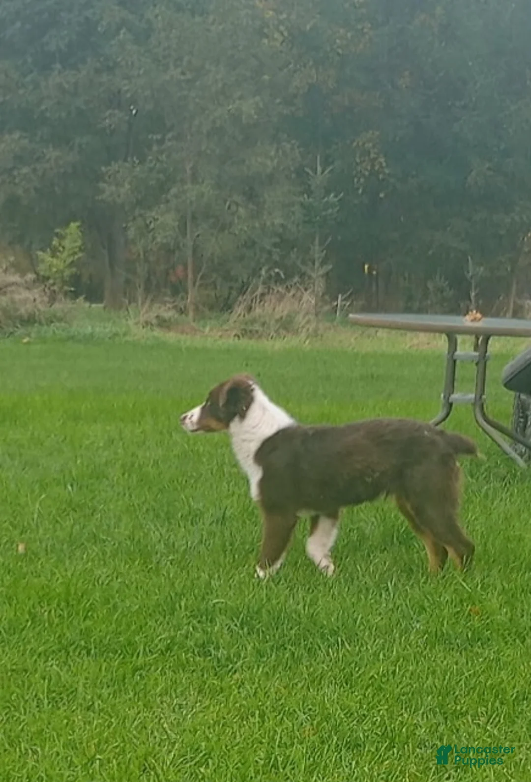 Australian Shepherd dogs for sale: AKC Male - Ad 1