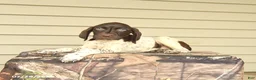 German Shorthaired Pointer dogs for sale: Drake - Ad 3