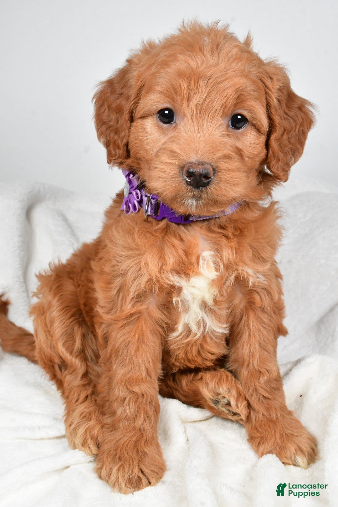 Mini Goldendoodle dogs for sale: Bluebell - Ad 7