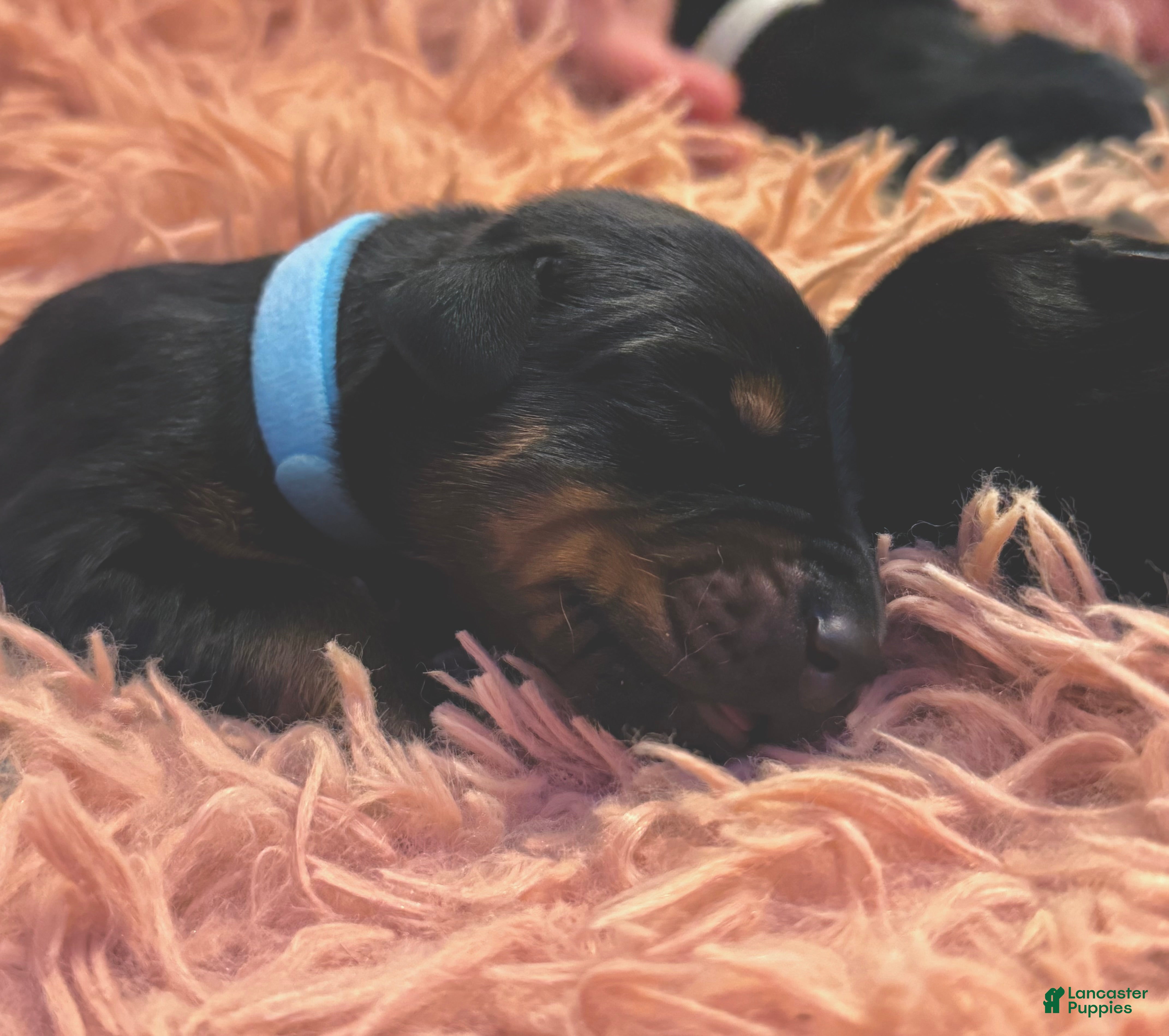Doberman Pinscher dogs European Doberman Male (Blue Collar) - Ad 2