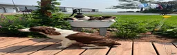 English Springer Spaniel dogs for sale: Snooby - Ad 4