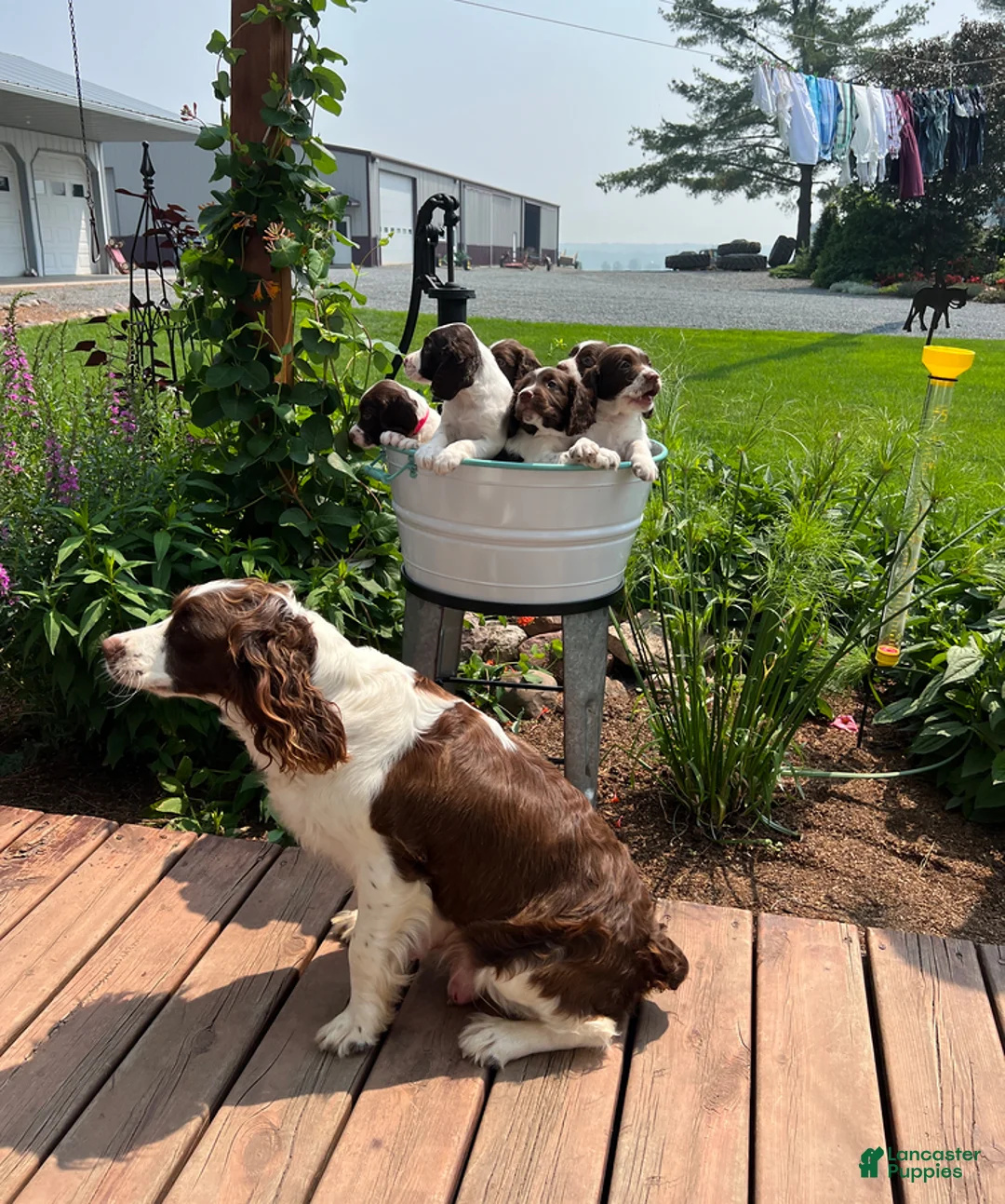 English Springer Spaniel dogs for sale: Snooby - Ad 4
