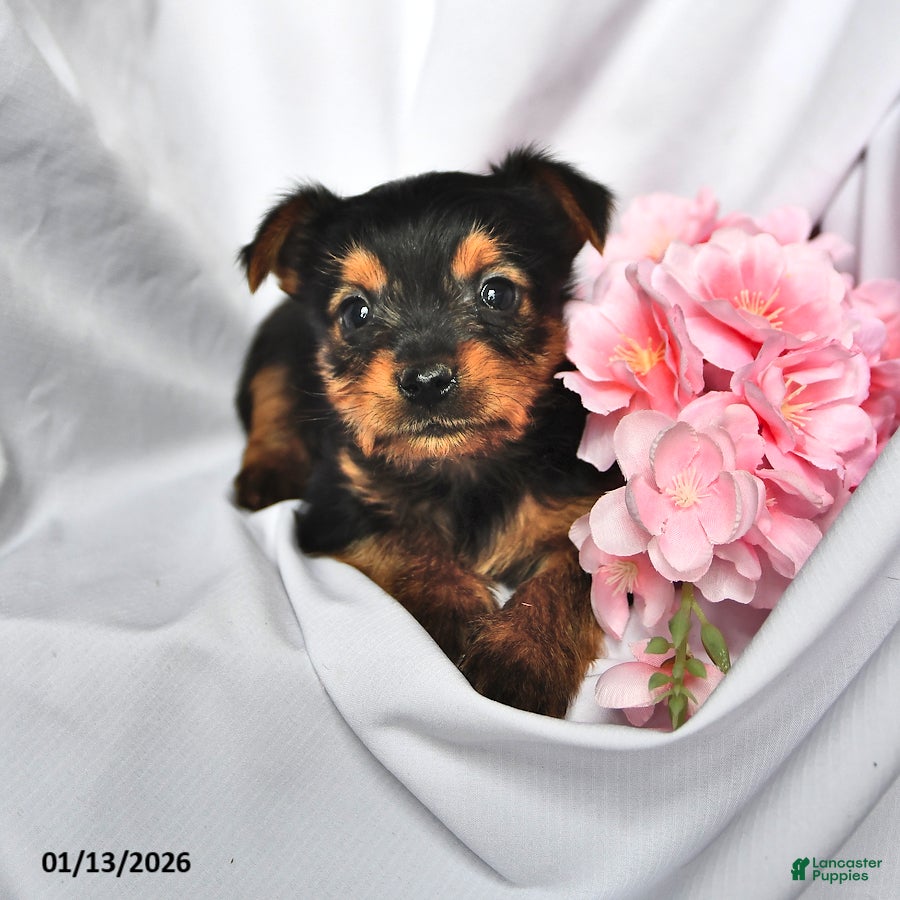 Yorkshire Terrier dogs Ryder - Ad 15