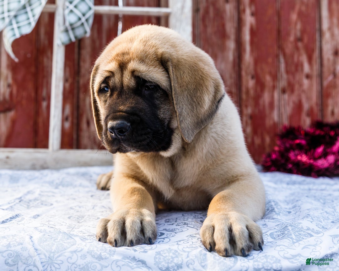 English Mastiff dogs for sale: Zack - Ad 6