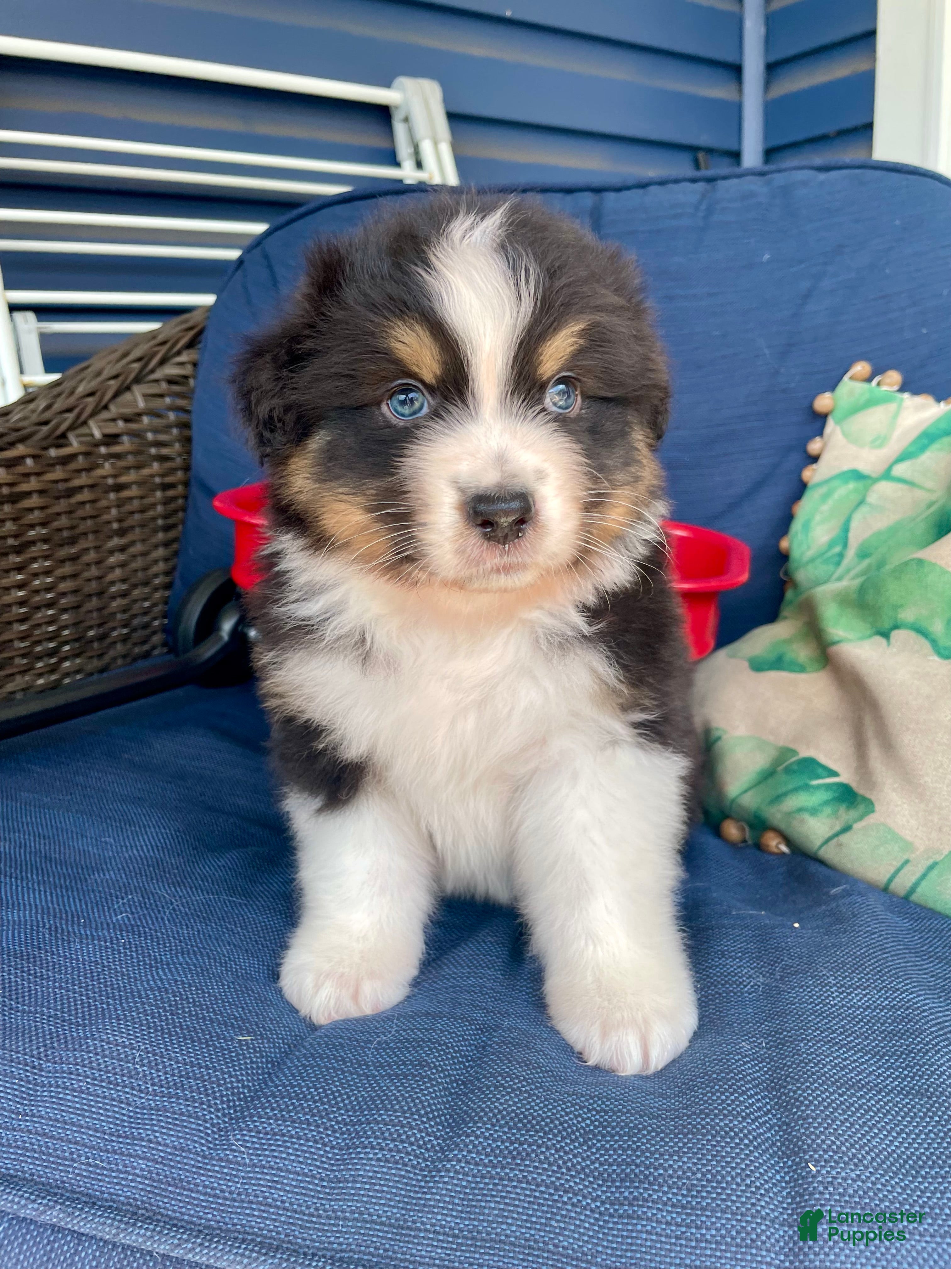 Australian Shepherd dogs Australian Shepherd- Norman - Ad 3