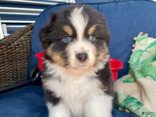 Australian Shepherd dogs Australian Shepherd- Norman - Ad 3