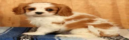 Cavalier King Charles Spaniel dogs for sale: Quinton - Ad 3