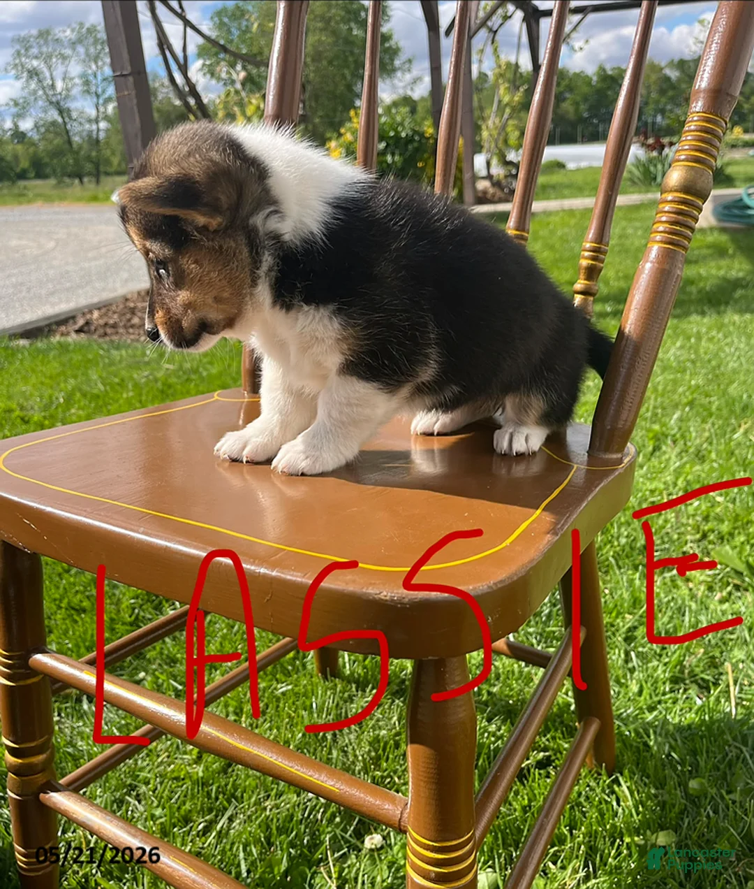 Welsh Corgi Pembroke dogs for sale: Lassie - Ad 2