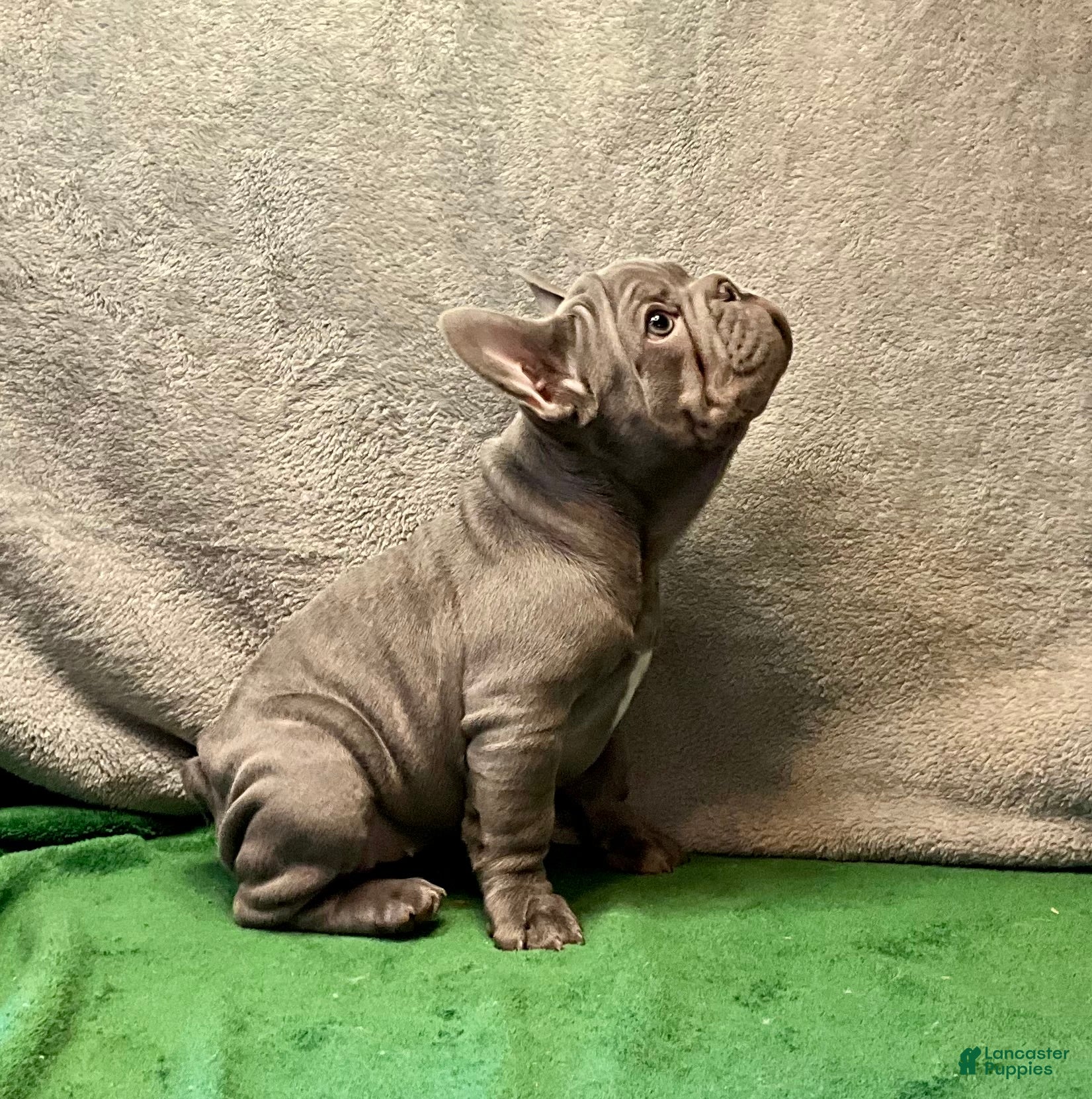 French Bulldog dogs River  - Ad 4