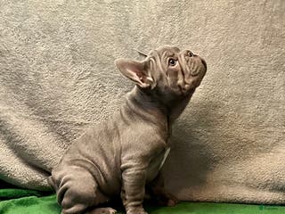 French Bulldog dogs River - Ad 4