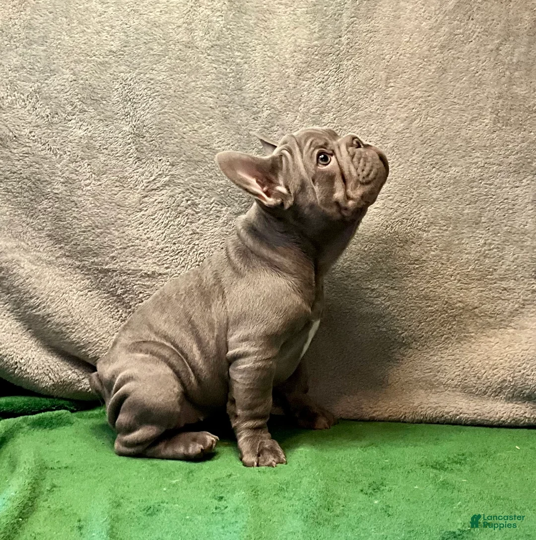 French Bulldog dogs for sale: River  - Ad 1