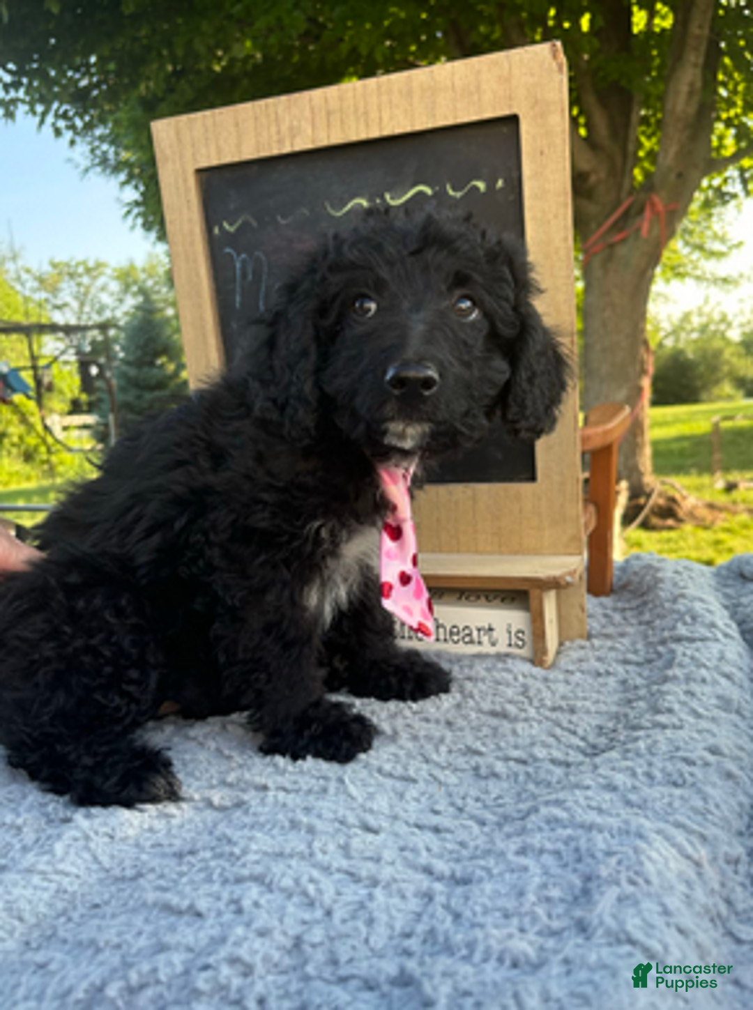 Aussiedoodle dogs for sale: Arthur - Ad 6