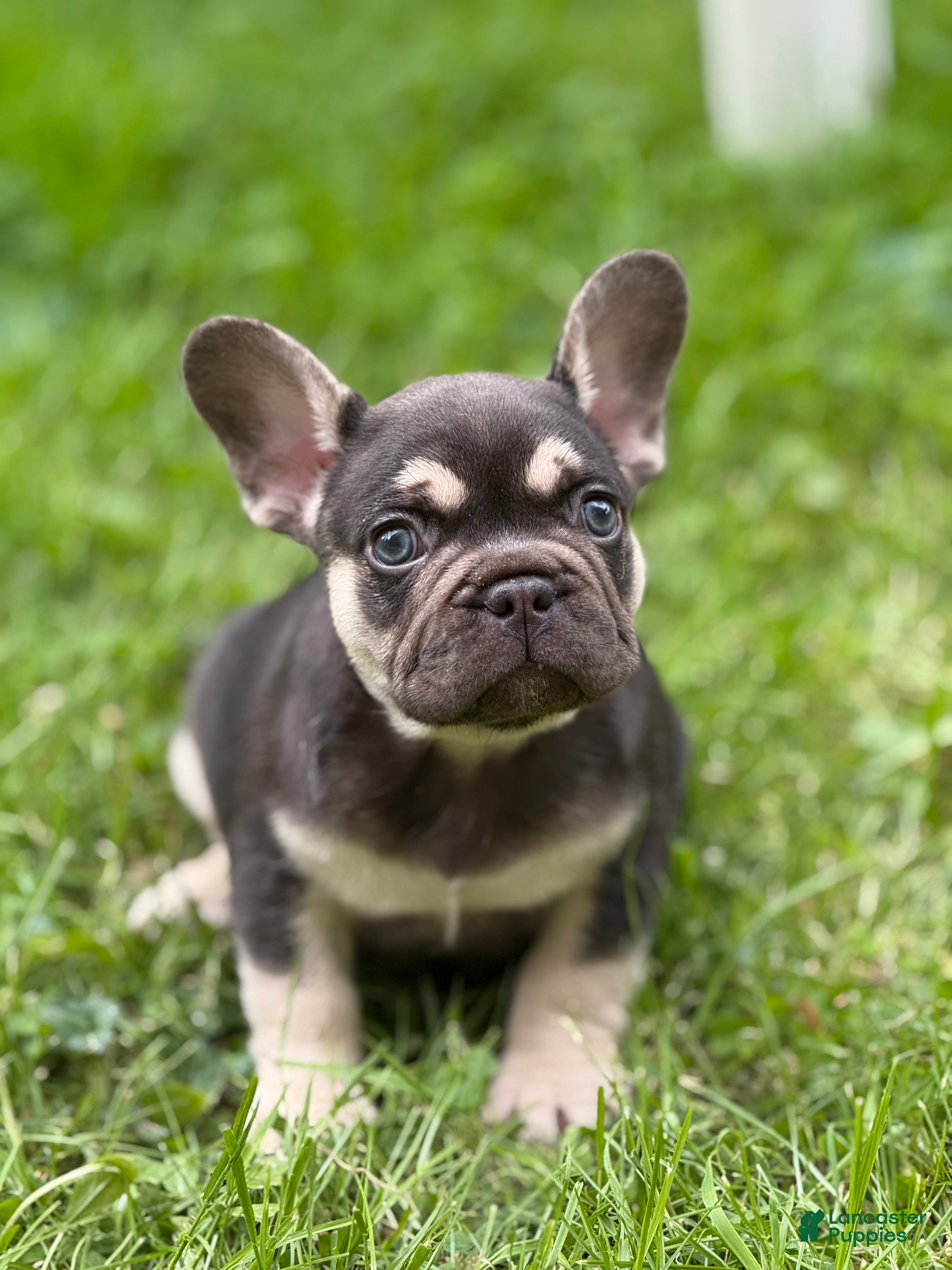 French Bulldog dogs Big Boy - Ad 2