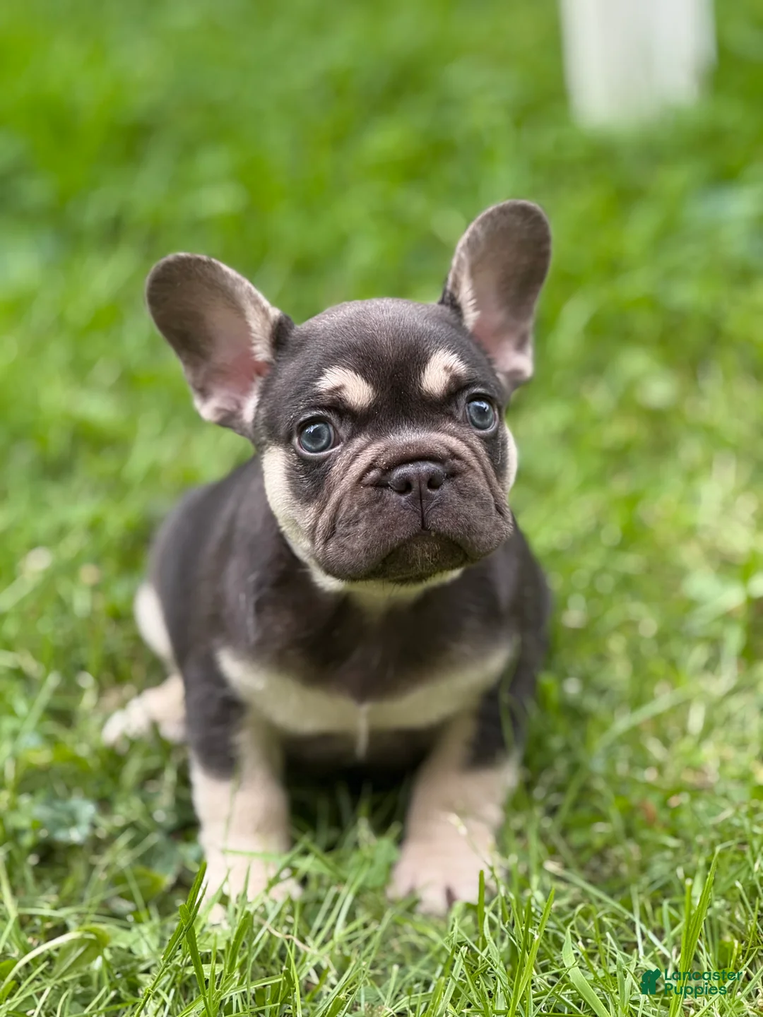 French Bulldog dogs for sale: Big Boy - Ad 2