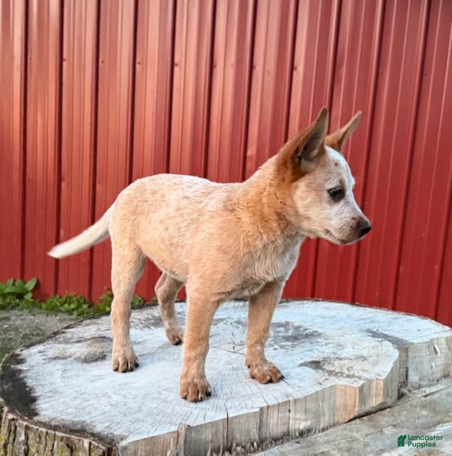 Australian Cattle Dog dogs for sale: Topeka Rose_Female - Ad 5