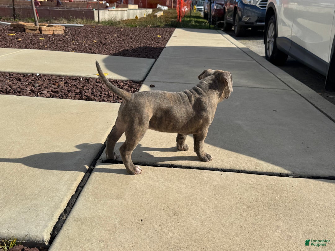 American Bully dogs for sale: Brownie  - Ad 2