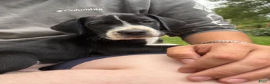 Dozer 